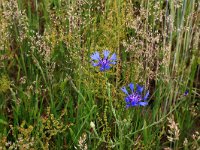 Centaurea cyanus 45, Korenbloem, Saxifraga-Hans Boll