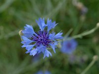 Centaurea cyanus 5, Korenbloem, Saxifraga-Marijke Verhagen