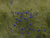 Centaurea cyanus 53, Korenbloem, Saxifraga-Jan Nijedijk