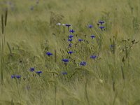 Centaurea cyanus 54, Korenbloem, Saxifraga-Jan Nijedijk