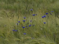 Centaurea cyanus 55, Korenbloem, Saxifraga-Jan Nijedijk