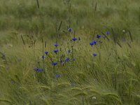 Centaurea cyanus 56, Korenbloem, Saxifraga-Jan Nijedijk