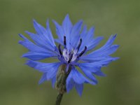 Centaurea cyanus 60, Korenbloem, Saxifraga-Willem van Kruijsbergen