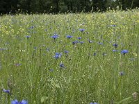 Centaurea cyanus 61, Korenbloem, Saxifraga-Willem van Kruijsbergen