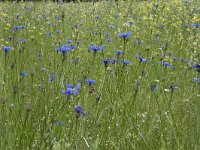 Centaurea cyanus 62, Korenbloem, Saxifraga-Willem van Kruijsbergen