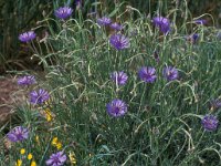 Centaurea cyanus 7, Korenbloem, Saxifraga-Piet Zomerdijk