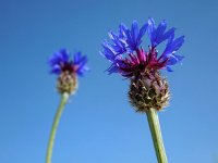 Centaurea depressa 2, Saxifraga-Ed Stikvoort