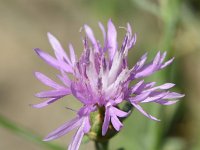 Centaurea glaberrima