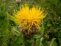 Centaurea macrocephala 12, Saxifraga-Ed Stikvoort