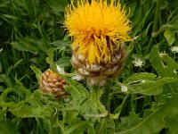 Centaurea macrocephala 13, Saxifraga-Ed Stikvoort