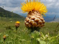 Centaurea macrocephala 3, Saxifraga-Ed Stikvoort