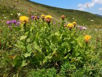 Centaurea macrocephala 5, Saxifraga-Ed Stikvoort