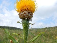 Centaurea macrocephala 8, Saxifraga-Ed Stikvoort