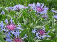 Centaurea montana 10, Bergcentaurie, Saxifraga-Rutger Barendse