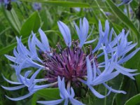 Centaurea montana 12, Bergcentaurie, Saxifraga-Rutger Barendse