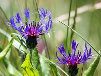 Centaurea montana 14, Bergcentaurie, Saxifraga-Bart Vastenhouw