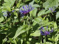 Centaurea montana 15, Bergcentaurie, Saxifraga-Peter Meininger