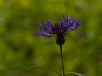 Bergcentaurie  Centaurea montana