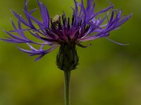 Bergcentaurie  Centaurea montana