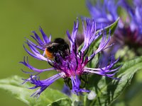 Centaurea montana 18, Bergcentaurie, Saxifraga-Bar Vastenhouw