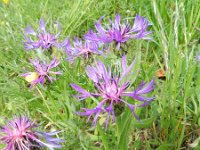 Centaurea montana 19, Bergcentaurie, Saxifraga-Rutger Barendse