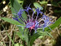 Centaurea montana 2, Bergcentaurie, Saxifraga-Jan van der Straaten