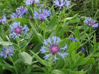 Centaurea montana 22, Bergcentaurie, Saxifraga-Rutger Barendse