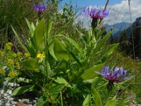 Centaurea montana 23, Bergcentaurie, Saxifraga-Ed Stikvoort