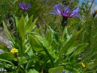 Centaurea montana 24, Bergcentaurie, Saxifraga-Ed Stikvoort