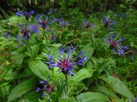 Centaurea montana 25, Bergcentaurie, Saxifraga-Ed Stikvoort