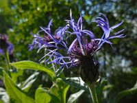 Centaurea montana 26, Bergcentaurie, Saxifraga-Ed Stikvoort