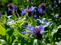 Centaurea montana 27, Bergcentaurie, Saxifraga-Ed Stikvoort