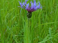 Centaurea montana 28, Bergcentaurie, Saxifraga-Ed Stikvoort