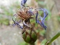 Centaurea montana 29, Bergcentaurie, Saxifraga-Rutger Barendse