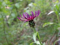 Centaurea montana 30, Bergcentaurie, Saxifraga-Jeroen Willemsen