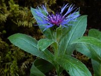 Centaurea montana 32, Bergcentaurie, Saxifraga-Ed Stikvoort