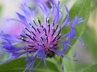 Centaurea montana 33, Bergcentaurie, Saxifraga-Simone van Velzen