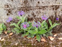 Centaurea montana 34, Bergcentaurie, Saxifraga-Rutger Barendse