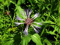 Centaurea montana 36, Bergcentaurie, Saxifraga-Hans Grotenhuis