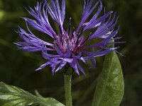 Centaurea montana 4, Bergcentaurie, Saxifraga-Marijke Verhagen