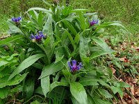 Centaurea montana 40, Bergcentaurie, Saxifraga-Hans Grotenhuis