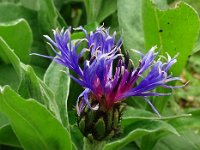 Centaurea montana 41, Bergcentaurie, Saxifraga-Hans Grotenhuis