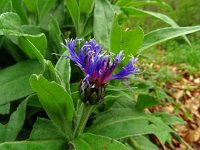 Centaurea montana 42, Bergcentaurie, Saxifraga-Hans Grotenhuis