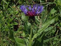 Centaurea montana 6, Bergcentaurie, Saxifraga-Willem van Kruijsbergen