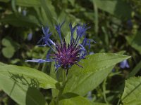 Centaurea montana 7, Bergcentaurie, Saxifraga-Willem van Kruijsbergen