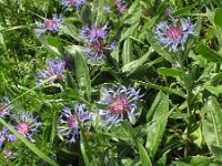 Centaurea montana 9, Bergcentaurie, Saxifraga-Rutger Barendse