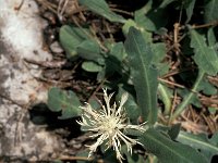 Centaurea pindicola 4, Saxifraga-Jan van der Straaten