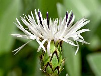 Centaurea pindicola 6, Saxifraga-Sonja Bouwman  Centaurea pindicola - Asteraceae familie