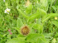 Centaurea pseudophrygia 3, Saxifraga-Rutger Barendse