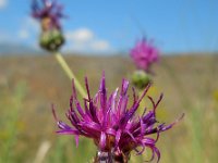 Centaurea pseudoscabiosa 2, Saxifraga-Ed Stikvoort